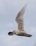 A medium-size gull, smaller than most herring gulls. It has a rounded head and smallish beak, giving it a dove-like expression. It has very pale plumage and white wing tips, and, like the glaucous gull, it is sometimes referred to as a 'white-winged' gull. It is a winter visitor, with small numbers of birds, usually seen singly. It breeds in the Arctic and winters as far south as New York and Britain.